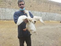 فروش اردک پکنی گوشتی در گروه مرغ و خروس و بوقلمون و اردک قو قاز در یکمیوه