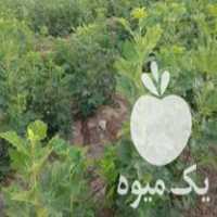 قیمت خرید نهالستان انجیر سفید استهبان در فسا در گروه خرید فروش نهال - انواع گردو پسته بادام سلطانی انگور در یکمیوه