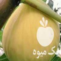 آگهی مشابه فروش عمده و خرده انواع قلمه نهال توت موزی در دهبارز در گروه خرید فروش نهال - انواع گردو پسته بادام سلطانی انگور در یکمیوه