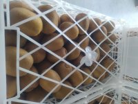 کیوی هایوارد در گروه خرید فروش عمده کیوی - صادراتی مازندران تنکابن تالش در یکمیوه