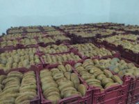 فروش کیوی هایوارد در گروه خرید فروش عمده کیوی - صادراتی مازندران تنکابن تالش در یکمیوه