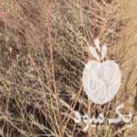 قیمت خرید نهال در اصفهان در گروه خرید فروش نهال - انواع گردو پسته بادام سلطانی انگور در یکمیوه