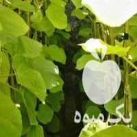 قیمت خرید نهال کیوی دو ساله هایوارد طلایی و خونی در گروه خرید فروش نهال - انواع گردو پسته بادام سلطانی انگور در یکمیوه