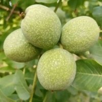 فروش انواع نهال در گروه خرید فروش نهال - انواع گردو پسته بادام سلطانی انگور در یکمیوه