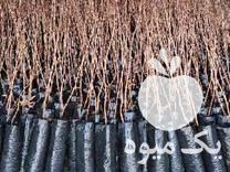 قیمت خرید نهال پسته کیفیت عالی در سبزوار در گروه خرید فروش نهال - انواع گردو پسته بادام سلطانی انگور در یکمیوه -عکس1