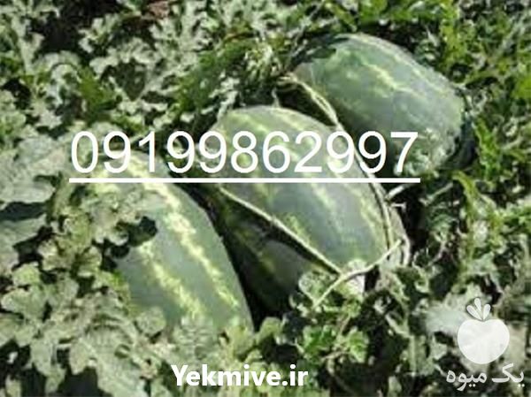 فروش بذر هندوانه باراکا در همدان در گروه خرید فروش بذر - انواع محصول کشاورزی گوجه کتان میوه درخت در یکمیوه -عکس1