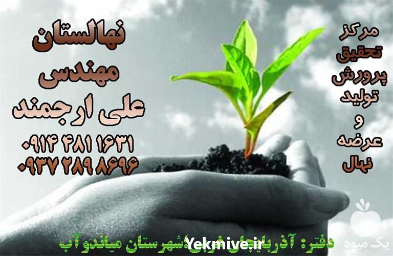 فروش تولید ارقام نهال در همدان در گروه خرید فروش نهال - انواع گردو پسته بادام سلطانی انگور در یکمیوه -عکس1