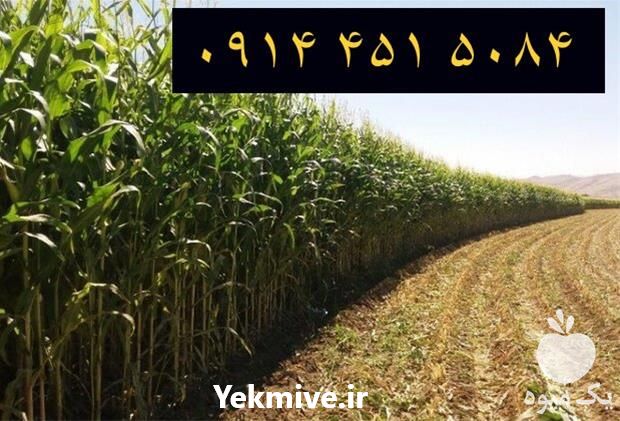 پخش و فروش بذر ذرت 704 در گروه خرید فروش بذر - انواع محصول کشاورزی گوجه کتان میوه درخت در یکمیوه -عکس1