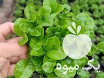 فروش سبزه نارنج در اصفهان در گروه خرید فروش عمده گیاهان زینتی - گرمسیری آپارتمانی باغچه آب در یکمیوه -عکس1