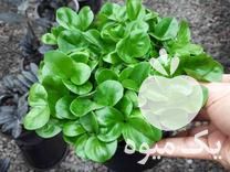 فروش سبزه نارنج در بهنمیر در گروه خرید فروش عمده گیاهان زینتی - گرمسیری آپارتمانی باغچه آب در یکمیوه -عکس1