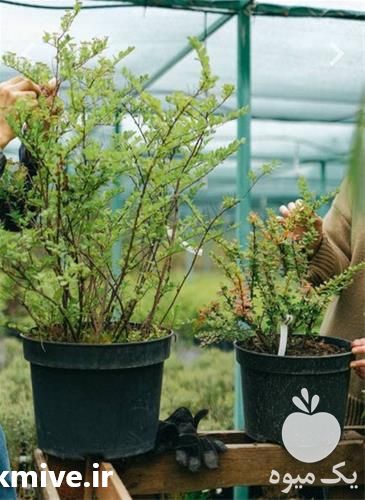 فروش نهال درخت آلوچه در آذربایجان شرقی در گروه خرید فروش نهال - انواع گردو پسته بادام سلطانی انگور در یکمیوه -عکس1