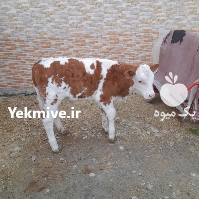 فروش انواع گاو گوساله پروار در گروه گاو و گوسفند و میش و بز کهره گوساله سمینتال در یکمیوه -عکس1