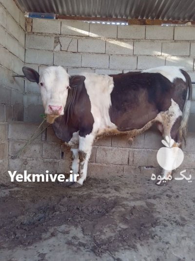 فروش انواع گاو گوساله پروار در گروه گاو و گوسفند و میش و بز کهره گوساله سمینتال در یکمیوه -عکس2