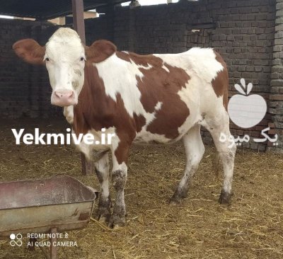 فروش انواع گاو گوساله پروار در گروه گاو و گوسفند و میش و بز کهره گوساله سمینتال در یکمیوه -عکس4