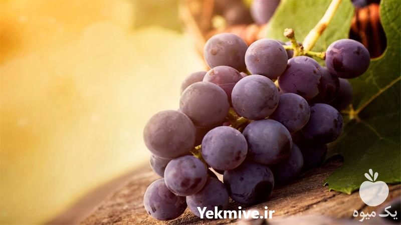 خرید نهال کمیاب انگور اوفیلیا در شرکت یاشیل فیدان در آذربایجان غربی در گروه خرید فروش نهال - انواع گردو پسته بادام سلطانی انگور در یکمیوه -عکس1