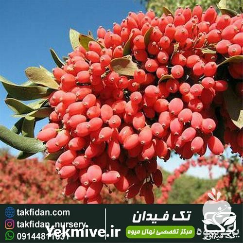 خرید نهال زرشک در یزد در گروه خرید فروش نهال - انواع گردو پسته بادام سلطانی انگور در یکمیوه -عکس1