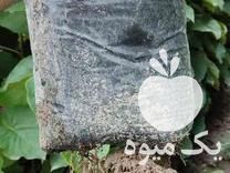 قیمت خرید نهال کیوی خونی در تنکابن در گروه خرید فروش نهال - انواع گردو پسته بادام سلطانی انگور در یکمیوه -عکس1