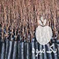 قیمت خرید نهال پسته کیفیت عالی در سبزوار در گروه خرید فروش نهال - انواع گردو پسته بادام سلطانی انگور در یکمیوه