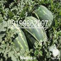 فروش بذر هندوانه باراکا در همدان در گروه خرید فروش بذر - انواع محصول کشاورزی گوجه کتان میوه درخت در یکمیوه