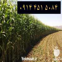 پخش و فروش بذر ذرت 704 در گروه خرید فروش بذر - انواع محصول کشاورزی گوجه کتان میوه درخت در یکمیوه