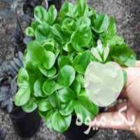 فروش سبزه نارنج در بهنمیر در گروه خرید فروش عمده گیاهان زینتی - گرمسیری آپارتمانی باغچه آب در یکمیوه