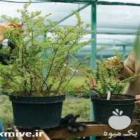 فروش نهال درخت آلوچه در آذربایجان شرقی در گروه خرید فروش نهال - انواع گردو پسته بادام سلطانی انگور در یکمیوه