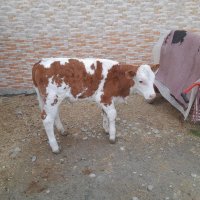 فروش انواع گاو گوساله پروار در گروه گاو و گوسفند و میش و بز کهره گوساله سمینتال در یکمیوه
