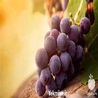 خرید نهال کمیاب انگور اوفیلیا در شرکت یاشیل فیدان در آذربایجان غربی در گروه خرید فروش نهال - انواع گردو پسته بادام سلطانی انگور در یکمیوه