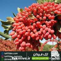 خرید نهال زرشک در یزد در گروه خرید فروش نهال - انواع گردو پسته بادام سلطانی انگور در یکمیوه