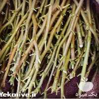 قیمت خرید قیمت پیوندک نهال پسته در گروه خرید فروش نهال - انواع گردو پسته بادام سلطانی انگور در یکمیوه