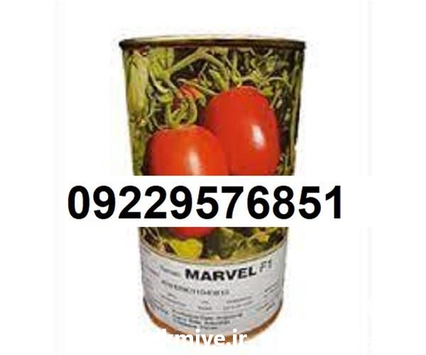 عرضه بذر گوجه فرنگی مارول پرفروش در گروه خرید فروش بذر - انواع محصول کشاورزی گوجه کتان میوه درخت در یکمیوه -عکس1