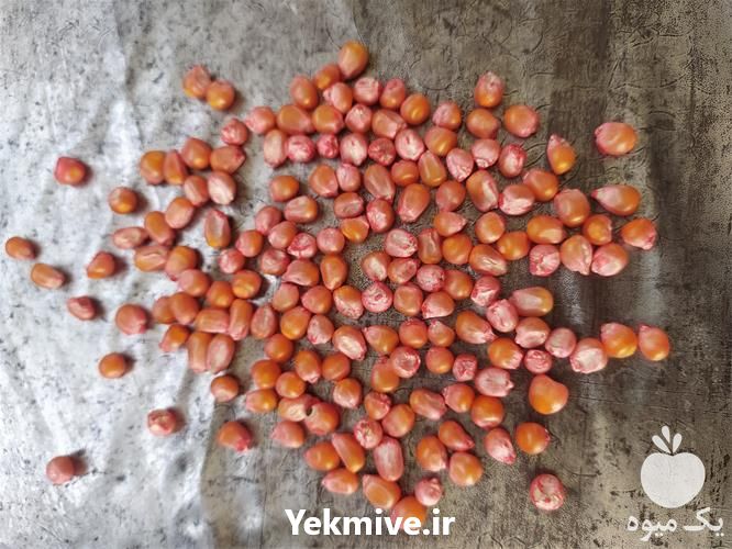 قیمت خرید انواع بذر ذرت علوفه ای در گروه خرید فروش بذر - انواع محصول کشاورزی گوجه کتان میوه درخت در یکمیوه -عکس1