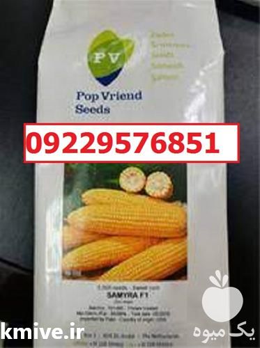 بذر ذرت سمیرا پرفروش اصل در اصفهان در گروه خرید فروش بذر - انواع محصول کشاورزی گوجه کتان میوه درخت در یکمیوه -عکس1