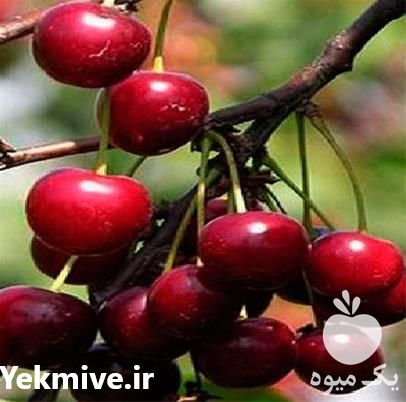 فروش نهال گیلاس زودرس در کرمان  در گروه خرید فروش نهال - انواع گردو پسته بادام سلطانی انگور در یکمیوه -عکس1