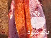 خرید و فروش ماهی قزل‌آلا با حمل ماشین زنده در گروه ماهی قزل آلا - سالمون خال قرمز خرید و فروش دریا پرورشی در یکمیوه -عکس1