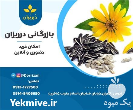 قیمت خرید مغز تخمه آفتابگردان در گروه خرید فروش عمده آفتابگردان - تخمه خوی دیم گل در یکمیوه -عکس1