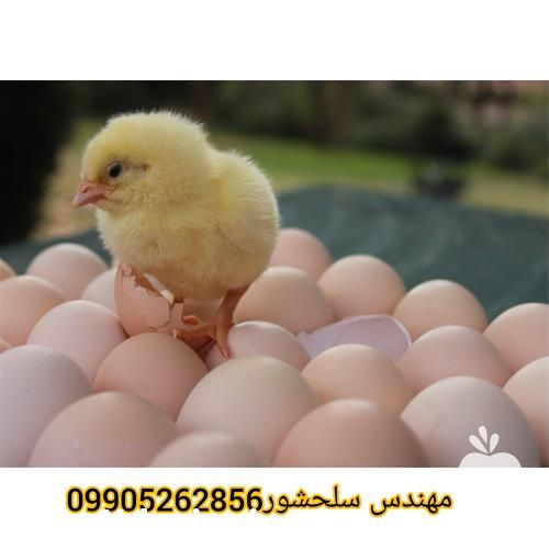 قیمت خرید تخم نطفه دار مرغ گوشتی در خراسان شمالی در گروه انواع تخم ها - مرغ بوقلمون پرنده عمده کشاورزی در یکمیوه -عکس1