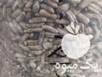 فروش پودر هسته خالص خرما در تهران در گروه خرید فروش عمده خرما - کبکاب تازه زاهدی خشک خارک در یکمیوه -عکس1