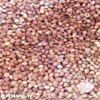 قیمت خرید مغز هسته آلبالو در گروه خرید فروش عمده آلبالو - رسمی خارجی سرخ قرمز مربایی شربتی در یکمیوه