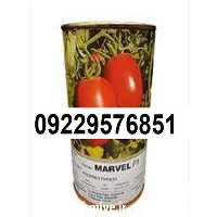 عرضه بذر گوجه فرنگی مارول پرفروش در گروه خرید فروش بذر - انواع محصول کشاورزی گوجه کتان میوه درخت در یکمیوه
