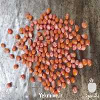 قیمت خرید انواع بذر ذرت علوفه ای در گروه خرید فروش بذر - انواع محصول کشاورزی گوجه کتان میوه درخت در یکمیوه
