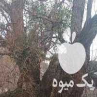 خریدار انواع چوب خشک و تر در اردبیل در گروه خرید فروش عمده چوب و زغال- زغال چوب گردو تبریزی خام در یکمیوه