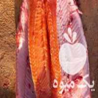 خرید و فروش ماهی قزل‌آلا با حمل ماشین زنده در گروه ماهی قزل آلا - سالمون خال قرمز خرید و فروش دریا پرورشی در یکمیوه