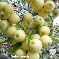 قیمت خرید قیمت نهال سیب در کرمان  در گروه خرید فروش نهال - انواع گردو پسته بادام سلطانی انگور در یکمیوه