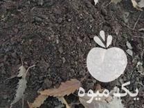 فروش گیاهخاک برای گلدان و خاک مناسب جهت پرورش حلزون در اصفهان در گروه خرید فروش کود و مواد شیمیایی - اوره پتاس مرغی کمپوست آهن در یکمیوه -عکس1
