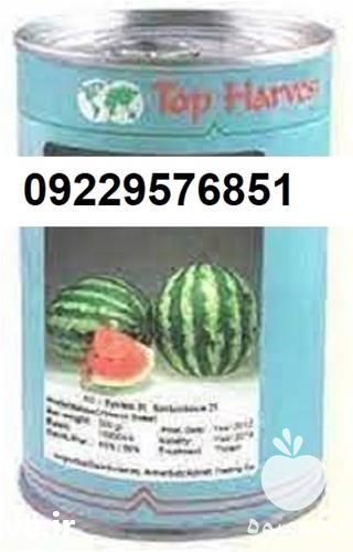 فروش بذر هندوانه نیاگارا در کرمانشاه در گروه خرید فروش بذر - انواع محصول کشاورزی گوجه کتان میوه درخت در یکمیوه -عکس1