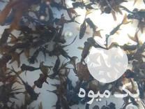 قیمت خرید انواع بچه ماهی کپور آمور فیتوفاک ماهی قرمز با ارسال در گروه انواع ماهی - سالمون شیر کپور قرمز شوریده سفید گوپی مرکب در یکمیوه -عکس1