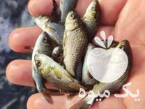 قیمت خرید کپور کف دستی برای پرورش در استخر در تایباد در گروه انواع ماهی - سالمون شیر کپور قرمز شوریده سفید گوپی مرکب در یکمیوه -عکس1