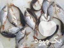 قیمت خرید انواع بچه ماهی کپور آمور فیتوفاگ بیگهد و ماهی قرمز در گروه انواع ماهی - سالمون شیر کپور قرمز شوریده سفید گوپی مرکب در یکمیوه -عکس1