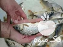 فروش انواع بچه ماهی گرمابی و ماهی قرمز شب عید با ارسال در ساری در گروه انواع ماهی - سالمون شیر کپور قرمز شوریده سفید گوپی مرکب در یکمیوه -عکس1